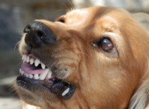 Compreendendo a linguagem secreta dos cães:o cão dominante e agressivo