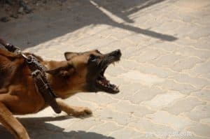 Capire il linguaggio segreto dei cani:il cane dominante e aggressivo