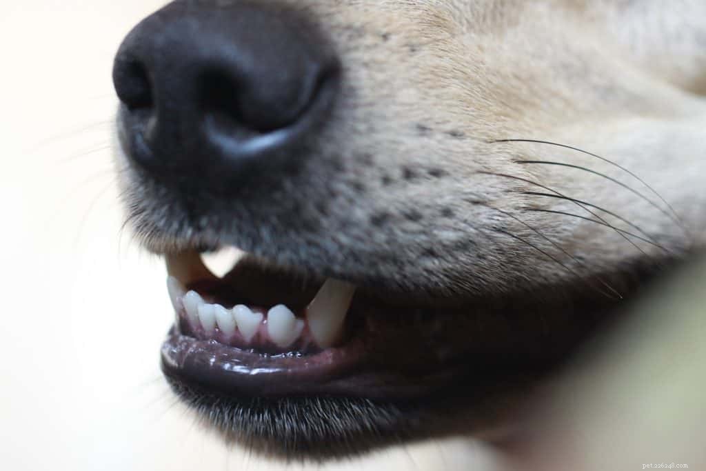 Capire il linguaggio segreto dei cani:analizzare la bocca di un cane