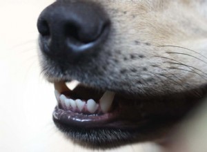 Förstå hundarnas hemliga språk:Analysera en hunds mun