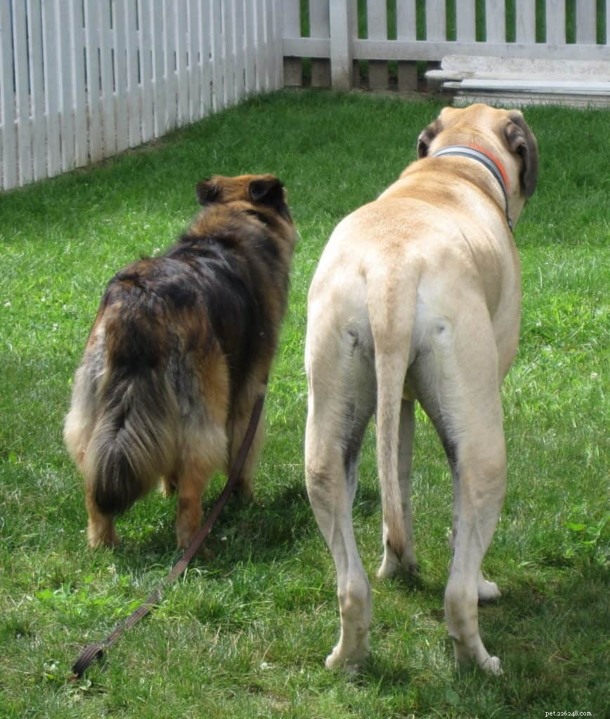 Understanding the Secret Language of Dogs:A tale of the tail
