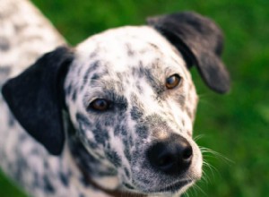 Porozumění tajnému jazyku psů:Čtení psích očí