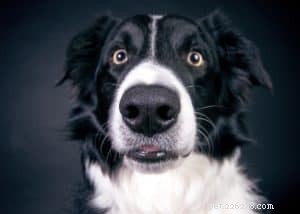 Porozumění tajnému jazyku psů:Čtení psích očí