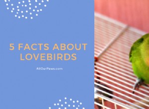 5 fakta om Lovebirds