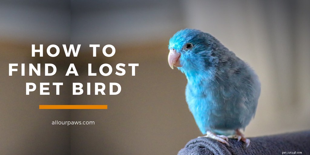 Een verloren vogel vinden