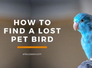 Een verloren vogel vinden