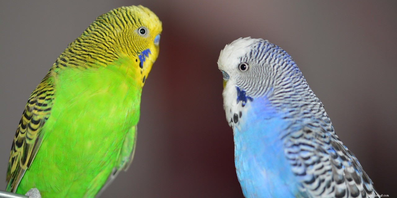 I dieci motivi principali per cui gli uccelli sono buoni animali da compagnia