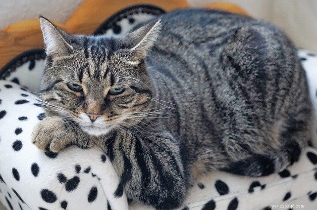 Ela é uma grande bola de flocos, mas sua vida pode estar em risco:os perigos da obesidade do gato
