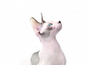Sphynx / bezsrstá kočka