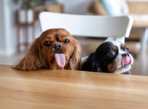 隠れた家庭の危険性：犬の発作を引き起こす可能性のある一般的な毒素 