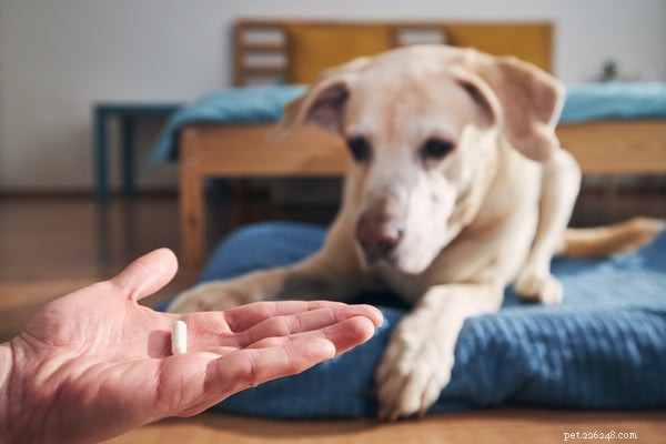 Dangers domestiques cachés :toxines courantes pouvant provoquer des convulsions chez les chiens