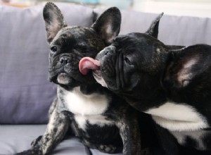 Les bouledogues français sont-ils hypoallergéniques ? Ce que les personnes allergiques doivent savoir