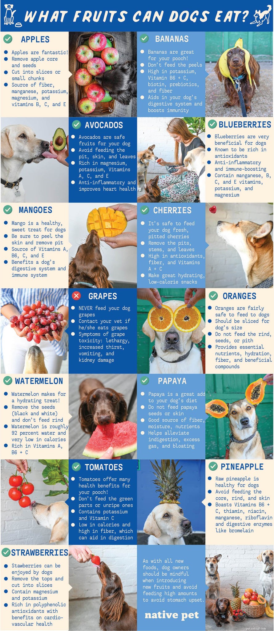 Welke vruchten kunnen honden eten?
