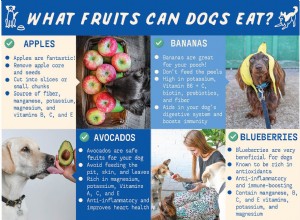 Jaké ovoce mohou psi jíst?