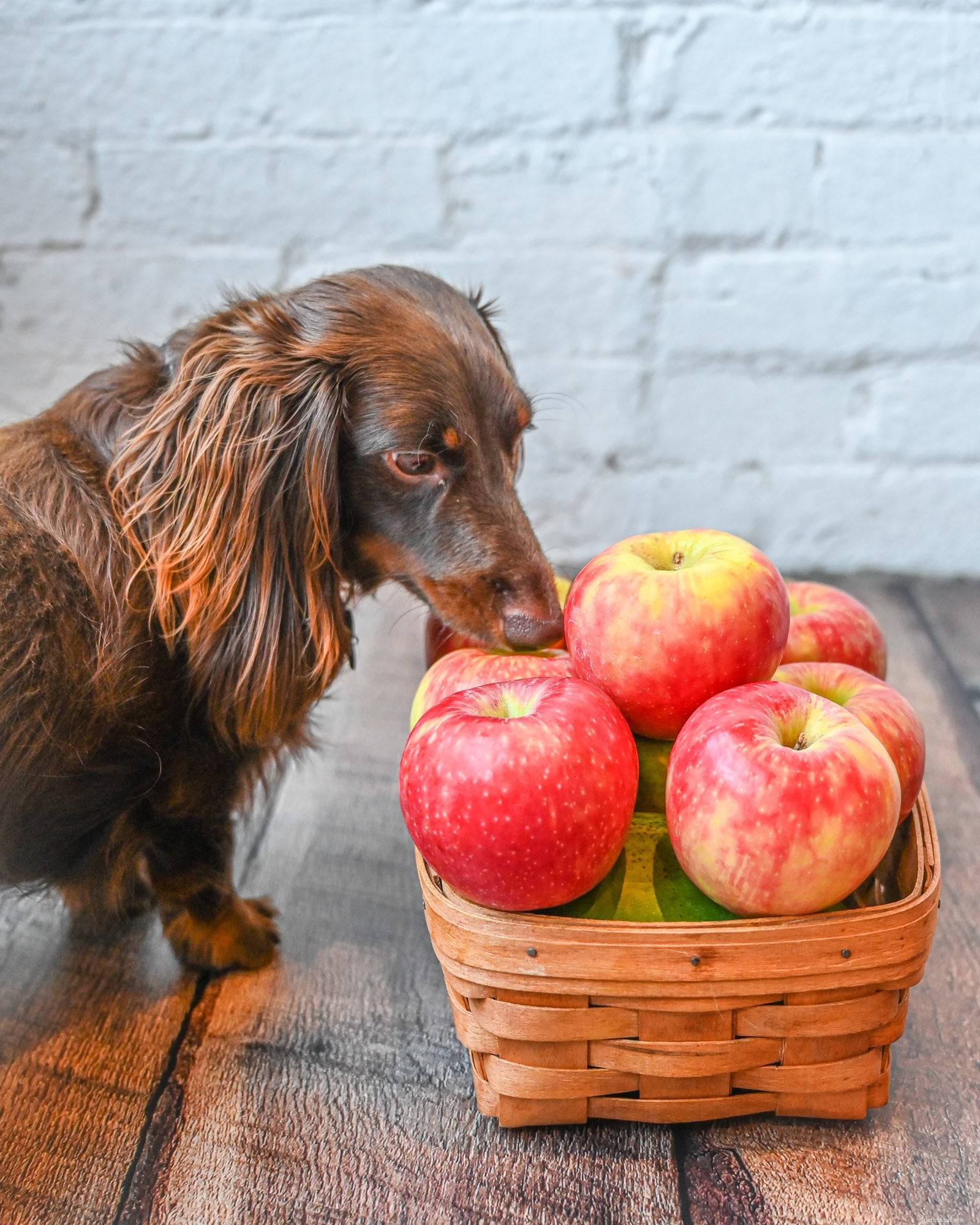 우리 강아지가 사과를 먹을 수 있습니까?