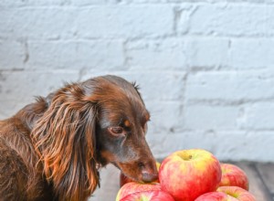 Meu cachorro pode comer maçãs?