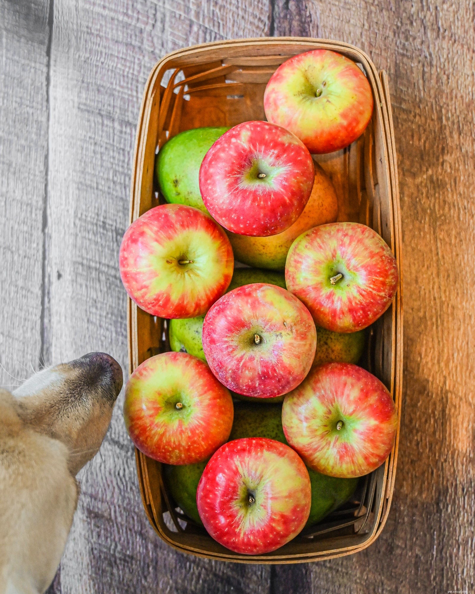 Může můj pes jíst jablka?