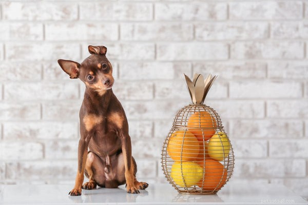 Могут ли собаки есть апельсины? Мы снимаем слои