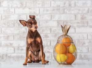 Os cães podem comer laranjas? Nós removemos as camadas