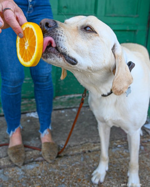I cani possono mangiare le arance? Eliminiamo i livelli