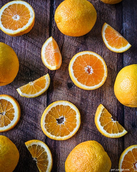 Kunnen honden sinaasappels eten? We pellen de lagen terug