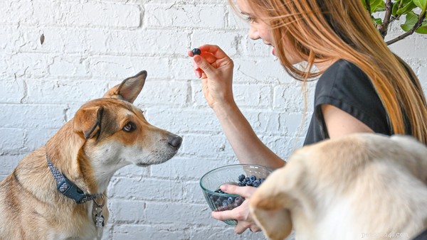 Os cães podem comer mirtilos? Os fatos sobre esta fruta saborosa