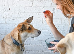 Os cães podem comer mirtilos? Os fatos sobre esta fruta saborosa