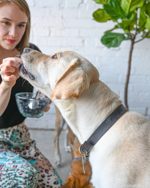 Můžou psi jíst borůvky? Fakta o tomto chutném ovoci