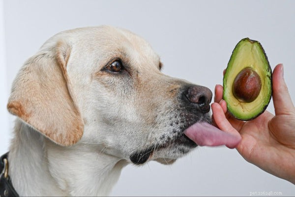 犬はアボカドを食べることができますか？あなたの犬にこの食べ物を安全に与える方法 