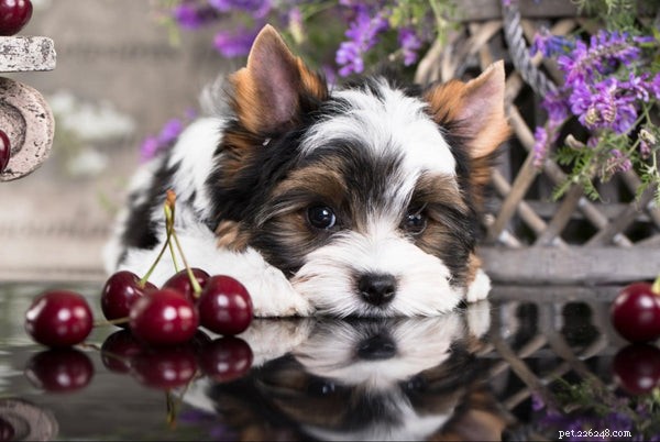 Kan hundar äta körsbär? Hur du säkert matar din hund med denna goding