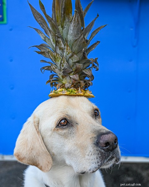 Kunnen honden ananas eten? Hoe u deze tropische traktatie veilig kunt voeren