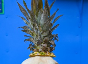 Могут ли собаки есть ананас? Как безопасно кормить этим тропическим лакомством