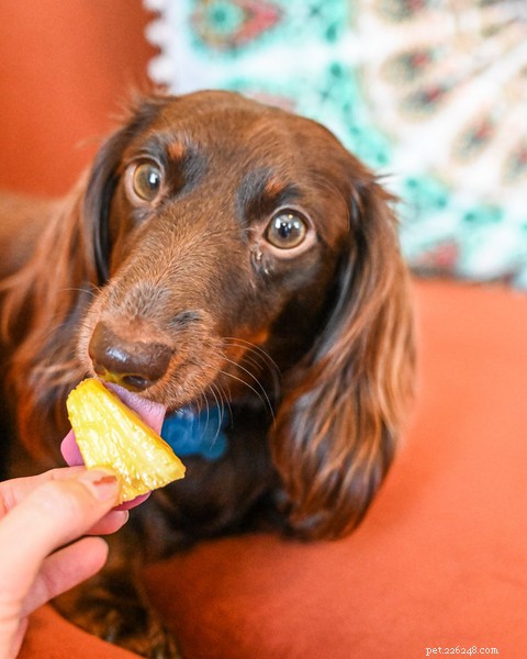 犬はパイナップルを食べることができますか？この熱帯の御馳走を安全に養う方法 
