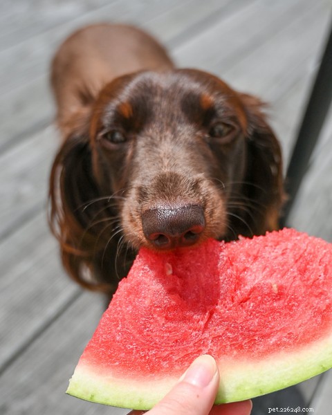 Os cães podem comer melancia? Informações sobre esta fruta de verão