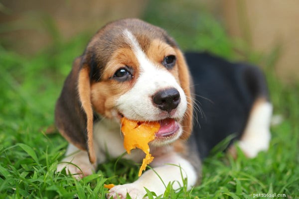 개가 파파야를 먹을 수 있습니까? 이 열대 과일의 이점