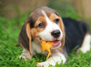 Os cães podem comer mamão? Benefícios desta fruta tropical