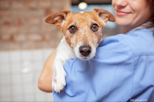 Como detectar e tratar o tétano em cães:seu guia