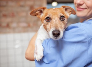 Как распознать и лечить столбняк у собак:ваше руководство