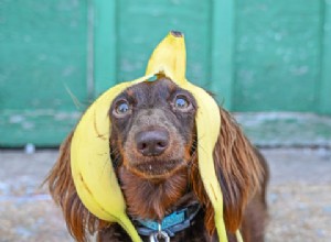 개를 위한 신선한 과일:개가 바나나를 먹을 수 있습니까?