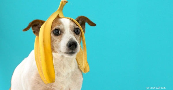 Frutta fresca per i cani:i cani possono mangiare le banane?