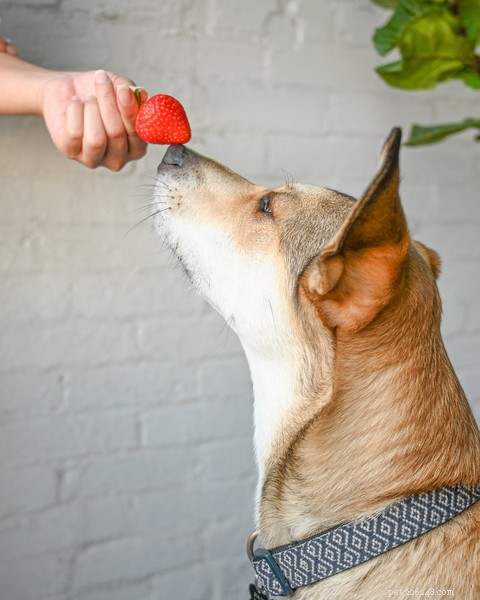 Os cães podem comer morangos? Uma olhada neste doce deleite