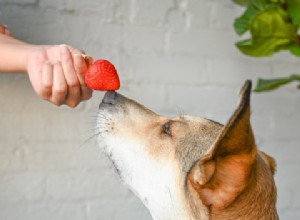 Могут ли собаки есть клубнику? Взгляните на это лакомство