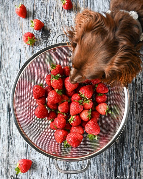 犬はイチゴを食べることができますか？この甘い御馳走を見て 