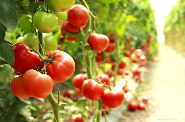 Os cães podem comer tomates? Prós e contras de alimentar esta fruta