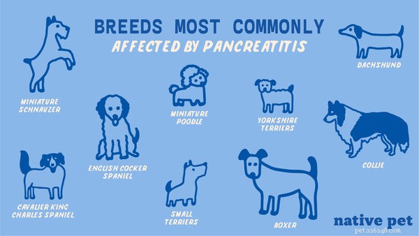 Pancréatite chez le chien :causes, symptômes et prévention