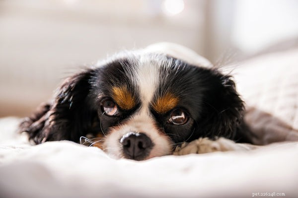 Bukspottkörtelinflammation hos hundar:orsaker, symtom och förebyggande