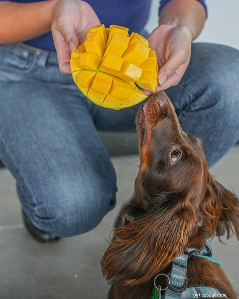 犬はマンゴーを食べることができますか？この果物についての甘い事実 