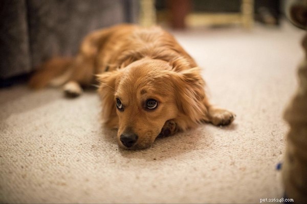 Wat veroorzaakt hondenroos en hoe kom ik er vanaf?