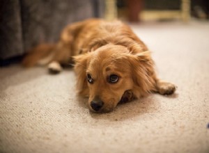 Что вызывает перхоть у собак и как от нее избавиться?
