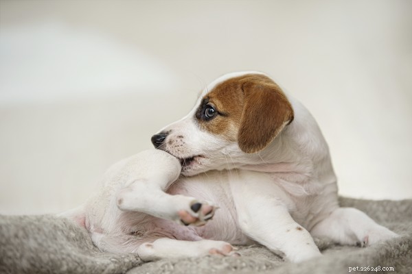Etiquetas de pele em cães:causas, identificação e remoção